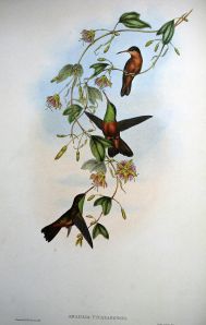 Amazilia Yucatanensis - Gould